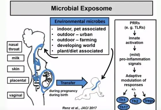 The Role of the Gut Microbiome in Early Immune Development and Allergies (videos) The Role of the Gut Microbiome in Early Immune Development and Allergies (videos)