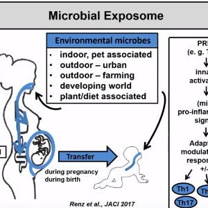 The Role of the Gut Microbiome in Early Immune Development and Allergies (videos)
