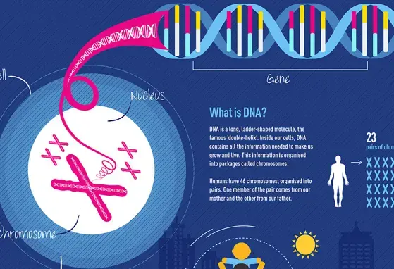 Epigenetics (infographics) Epigenetics (infographics)