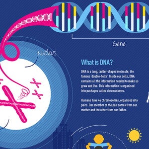 Epigenetics (infographics)