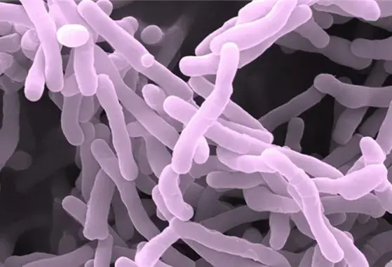 Breakthrough study identifies novel infant gut bacteria