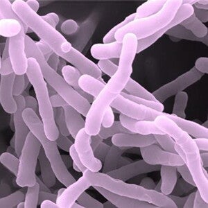 Breakthrough study identifies novel infant gut bacteria