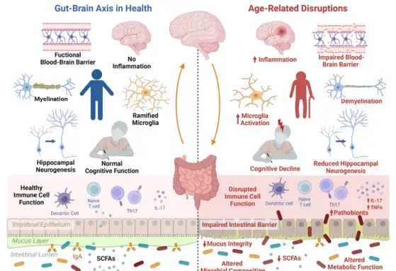  The gut microbiota is an emerging target for improving brain health during ageing Open configuration options Add to favourites 2 min read