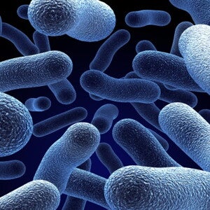 gut microbiota directly shapes human immune system