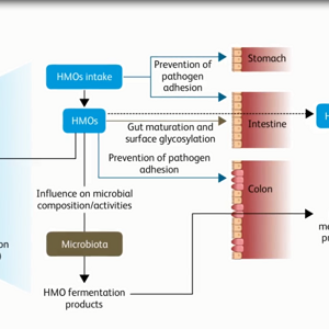 Video Teaser: Human Milk Oligosaccharides: just a Sugar or Nature’s secret Weapon (videos)