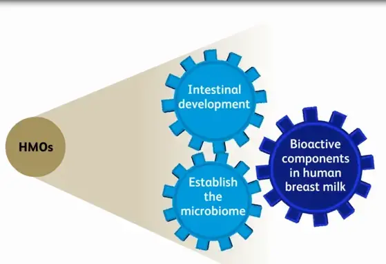 Video Teaser: Human Milk Oligosaccharides and Neonatal Immunity (videos) Video Teaser: Human Milk Oligosaccharides and Neonatal Immunity (videos)