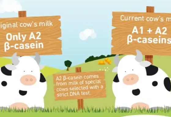 What is A2 Milk? (infographics) What is A2 Milk? (infographics)