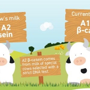 What is A2 Milk?  (infographics)