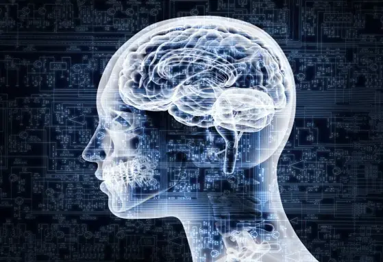 Study shows how the brains of overweight people work differently from those of healthy weight (news)