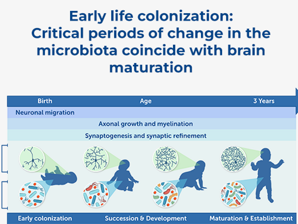 Microbiome and Brain Development: A Tale of Two Systems