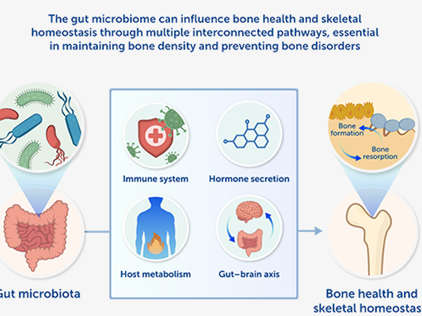 Gut Microbiota-Bone Axis