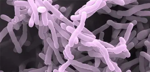 Breakthrough study identifies novel infant gut bacteria