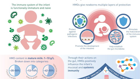 The benefits of Human Milk Oligosaccharides on immunity (infographics)
